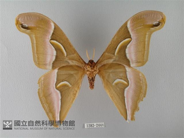 眉紋天蠶蛾藏品圖，第2張