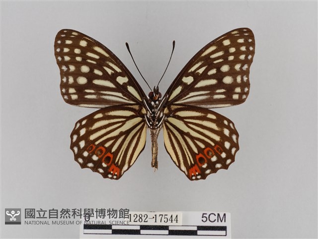 紅星脈蛺蝶藏品圖，第2張