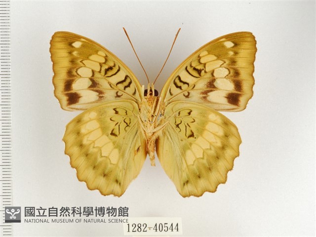 甲仙翠蛺蝶藏品圖，第2張