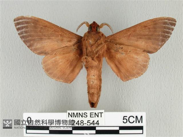 大褐斑枯葉蛾藏品圖，第2張