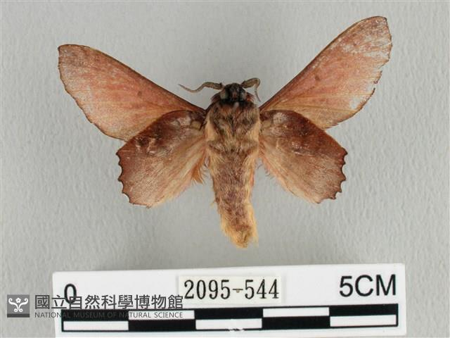 臺灣枯葉蛾藏品圖，第2張