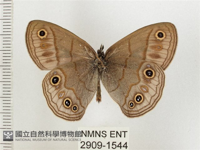 古眼蝶藏品圖，第2張