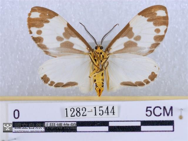 後凸蝶燈蛾藏品圖，第2張