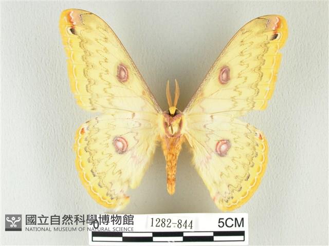 黃豹天蠶蛾藏品圖，第2張