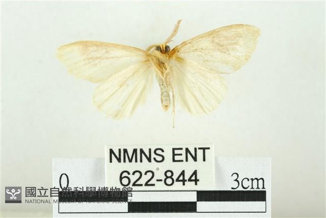 寬紋黃毒蛾藏品圖，第2張