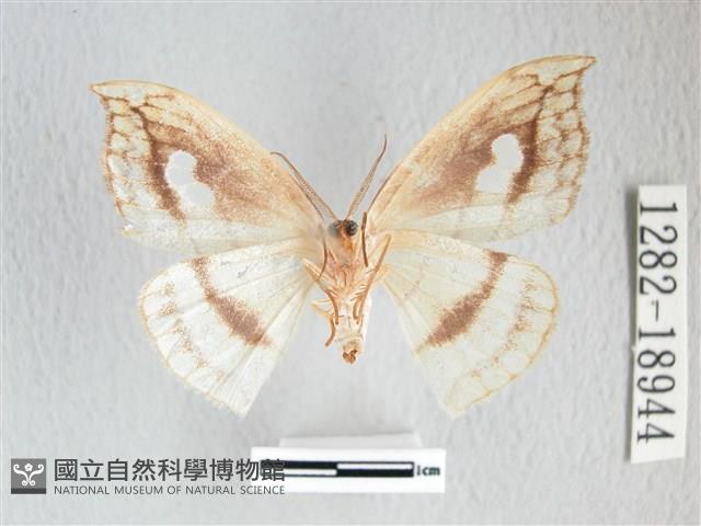 單角窗鉤蛾藏品圖，第2張