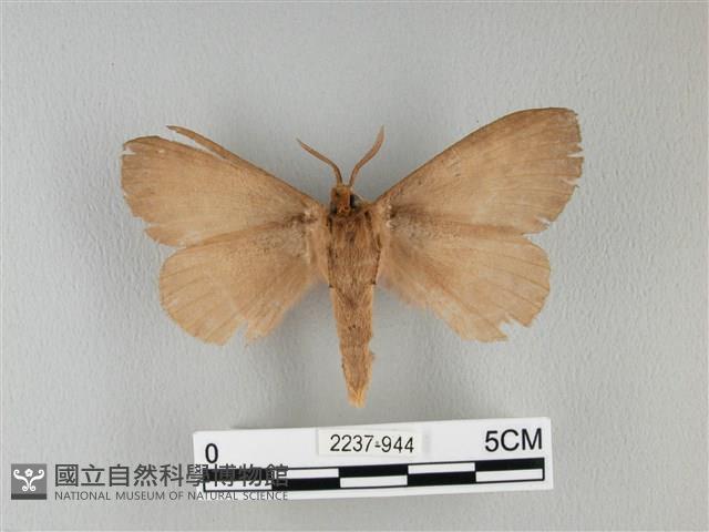 波紋枯葉蛾藏品圖，第2張