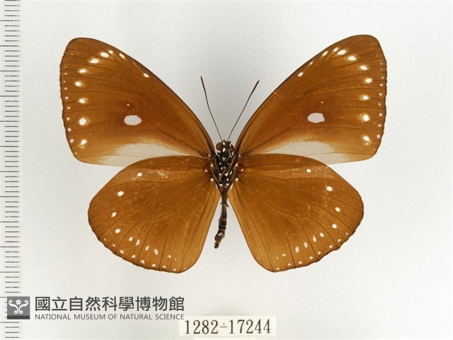 小紫斑蝶藏品圖，第2張