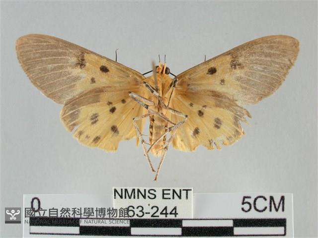 一點擬燈蛾藏品圖，第2張