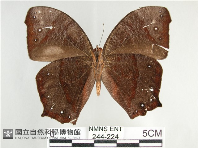 登錄號:000244-00244藏品圖，第2張