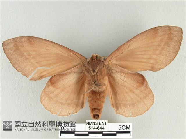 松大毛蟲藏品圖，第2張