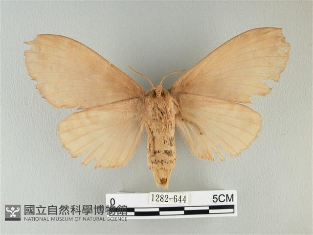 波紋枯葉蛾藏品圖，第2張