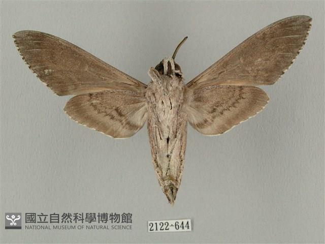 蝦殼天蛾藏品圖，第2張