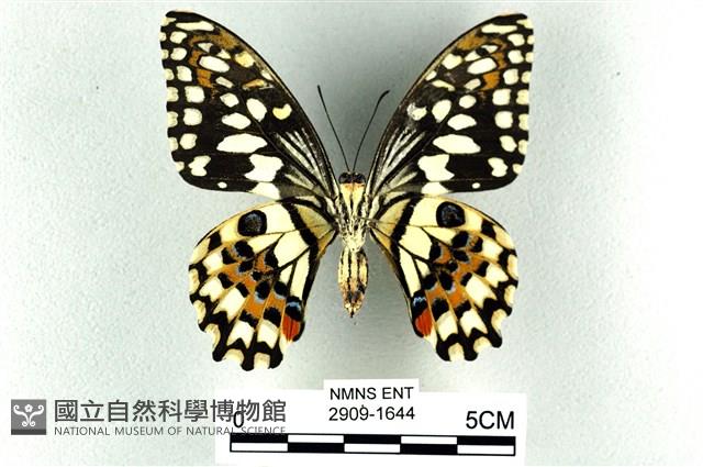 花鳳蝶、無尾鳳蝶藏品圖，第2張