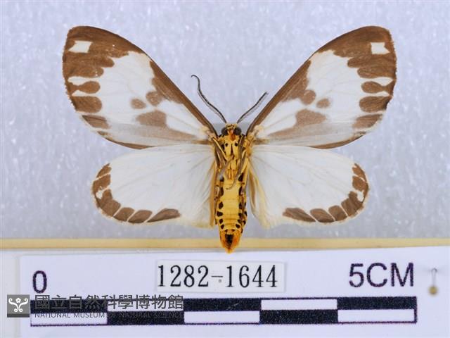 後凸蝶燈蛾藏品圖，第2張