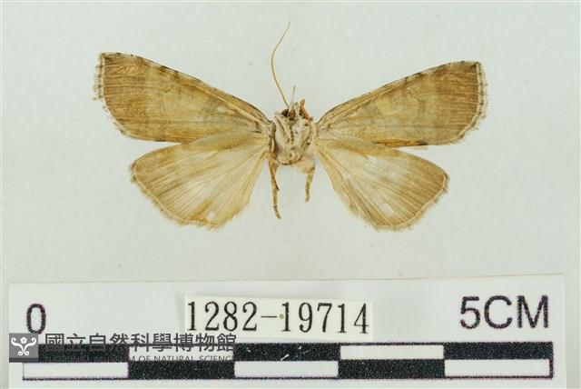 帶波紋蛾藏品圖，第2張