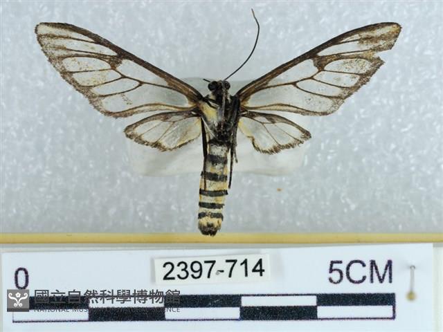 登錄號:002397-00714藏品圖，第2張