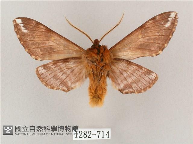 井上氏絨毛天蛾藏品圖，第2張