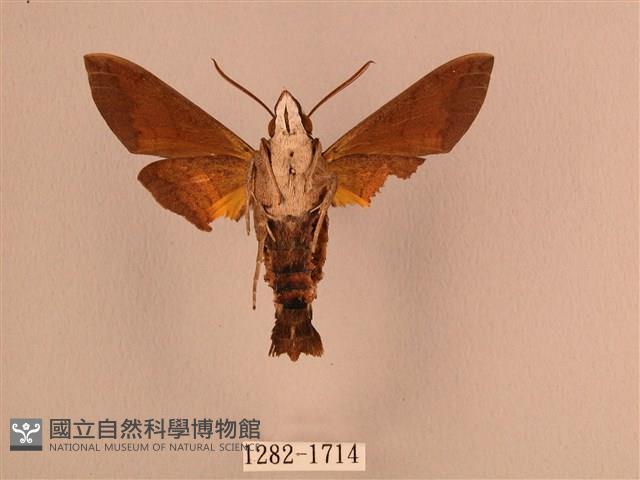 波斑長喙天蛾藏品圖，第2張