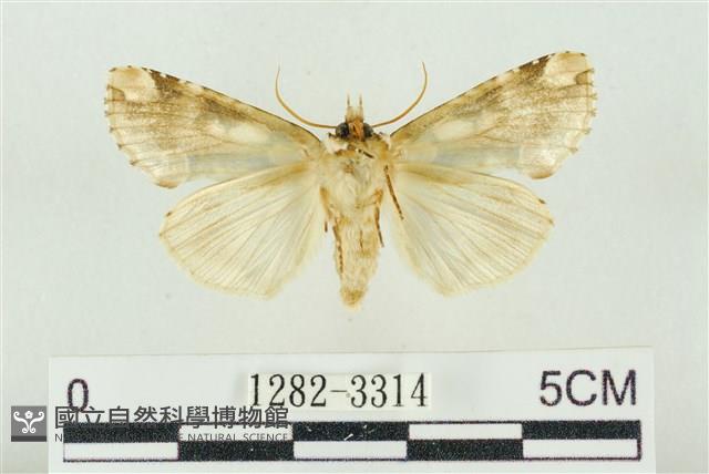 連珠波紋蛾藏品圖，第2張