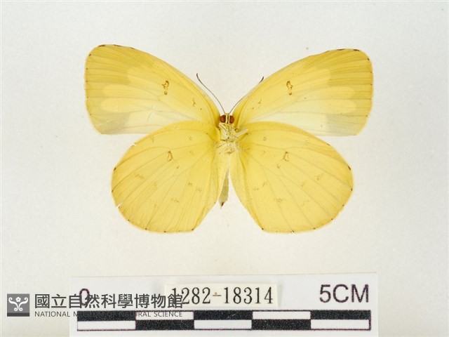 島嶼黃蝶、江崎黃蝶藏品圖，第2張