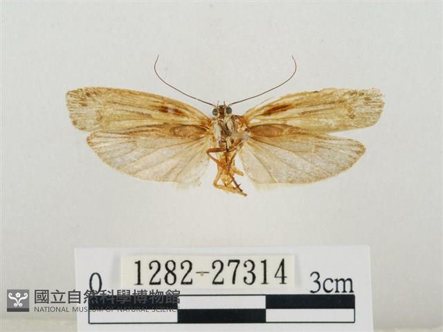 線紋篩蛾藏品圖，第2張