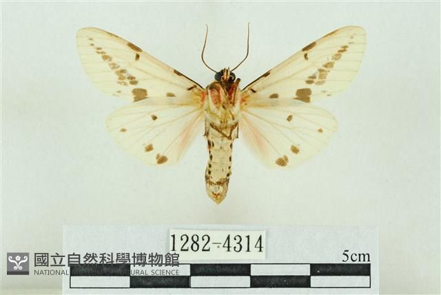 菊池污燈蛾藏品圖，第2張