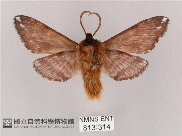 井上氏絨毛天蛾藏品圖，第2張