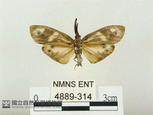史氏狹翅螢斑蛾藏品圖，第2張