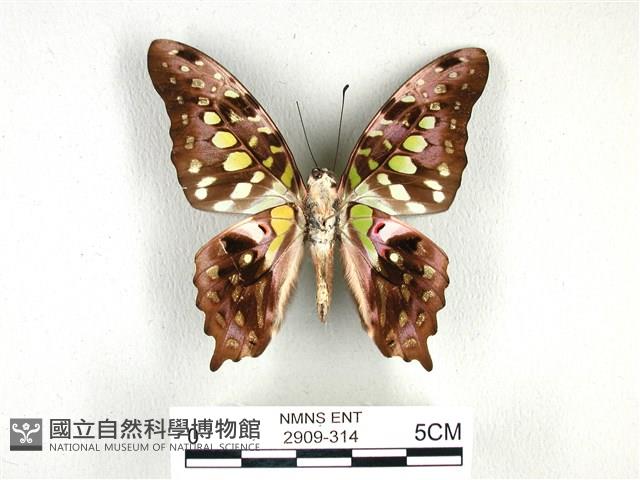 翠斑青鳳蝶藏品圖，第2張