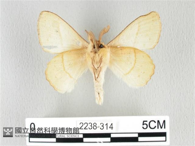 青枯葉蛾藏品圖，第2張