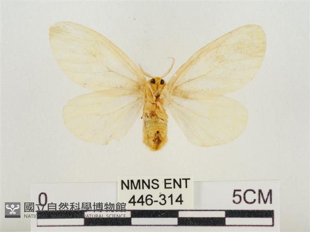 榕透翅毒蛾藏品圖，第2張