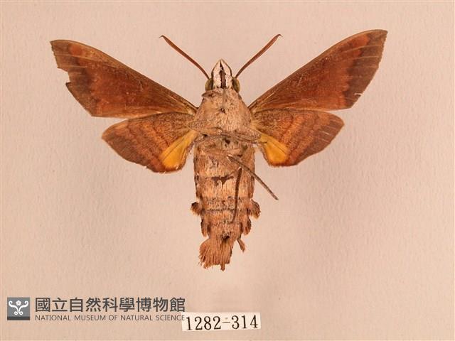 波斑長喙天蛾藏品圖，第2張