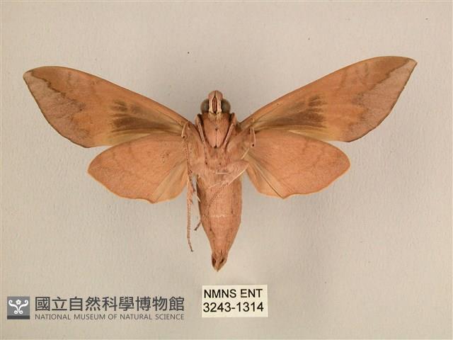 背中白天蛾藏品圖，第2張