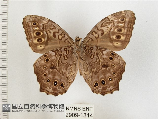 布氏蔭眼蝶藏品圖，第2張