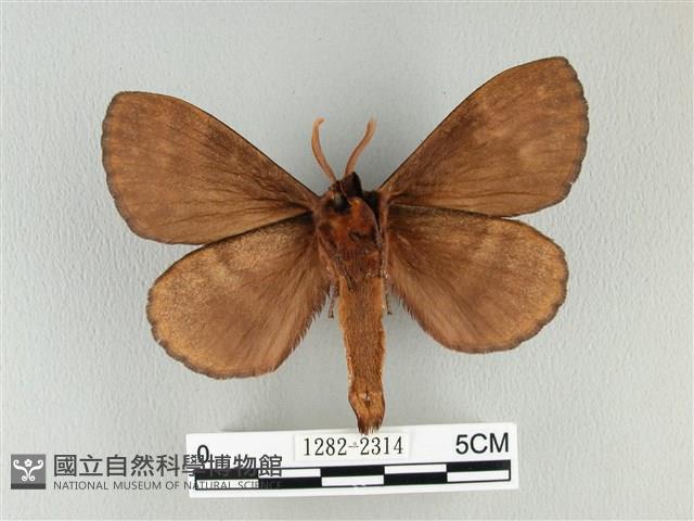 波紋枯葉蛾藏品圖，第2張