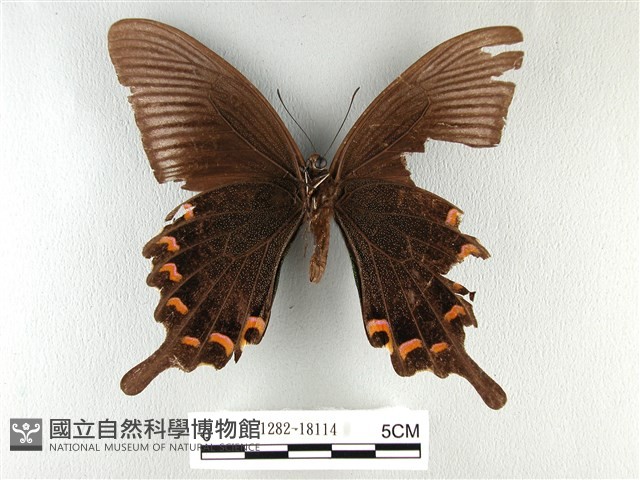 翠鳳蝶蘭嶼亞種藏品圖，第2張