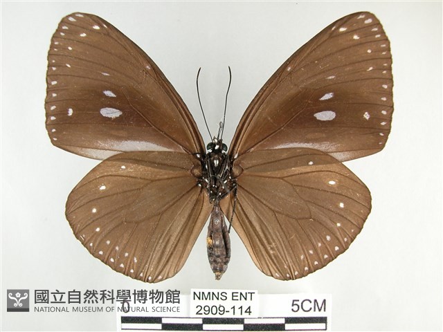 圓翅紫斑蝶藏品圖，第2張