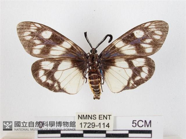 蓬萊茶斑蛾藏品圖，第2張