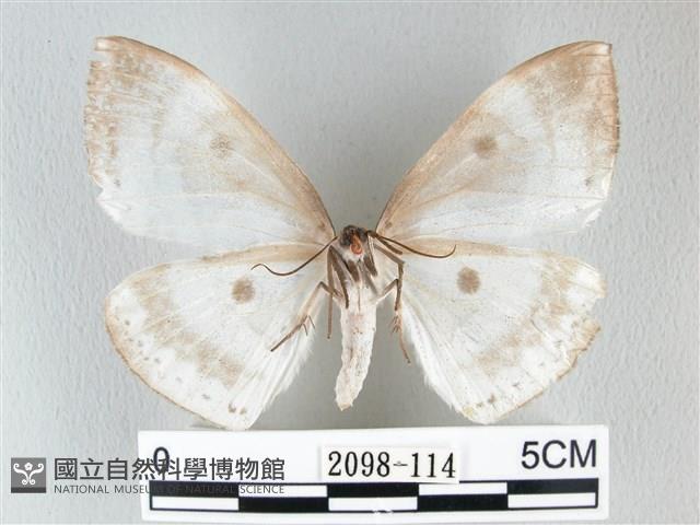圓翅大鉤蛾藏品圖，第2張