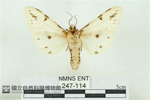 菊池污燈蛾藏品圖，第2張