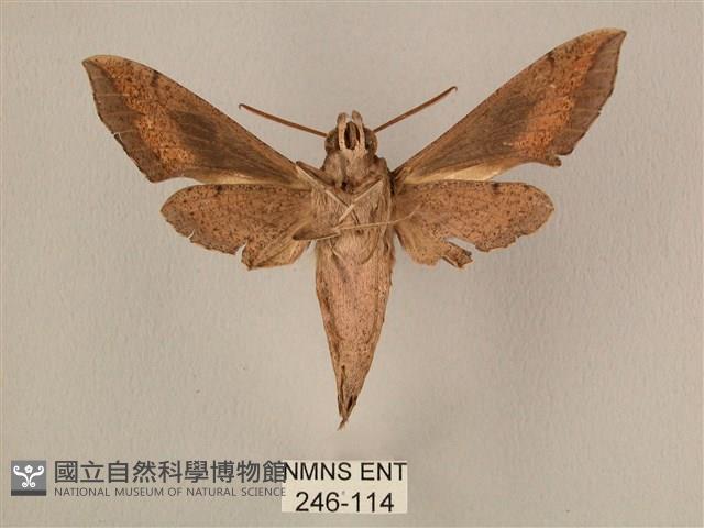 斜線天蛾藏品圖，第2張