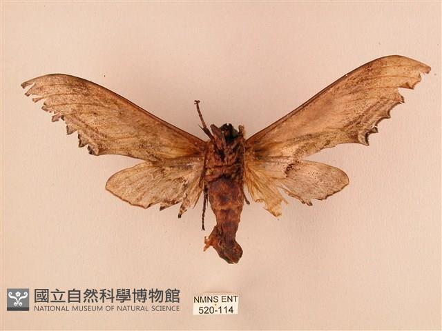 臺灣鋸翅天蛾藏品圖，第2張