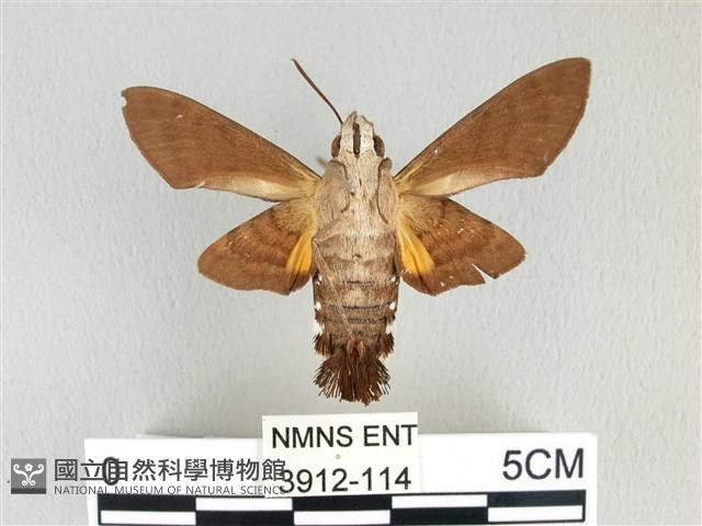 膝帶長喙天蛾藏品圖，第2張