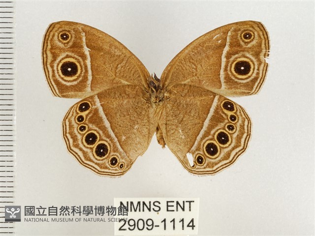 淺色眉眼蝶藏品圖，第2張