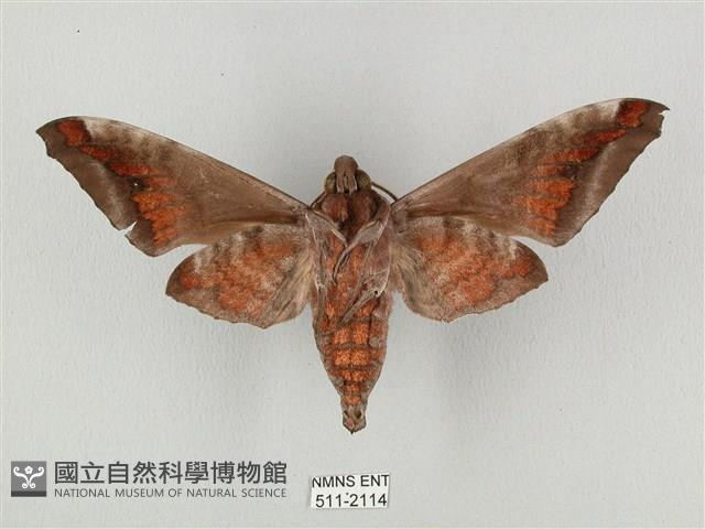 全緣缺角天蛾藏品圖，第2張