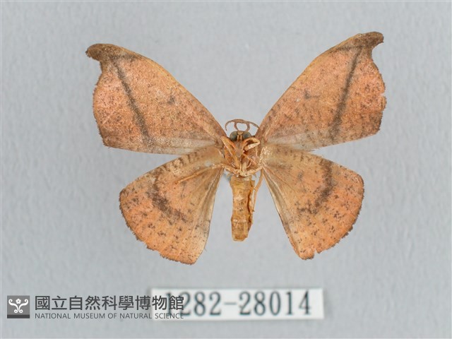 黑斜帶鉤蛾藏品圖，第2張