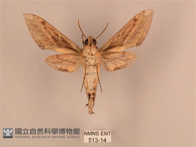 背線天蛾藏品圖，第2張