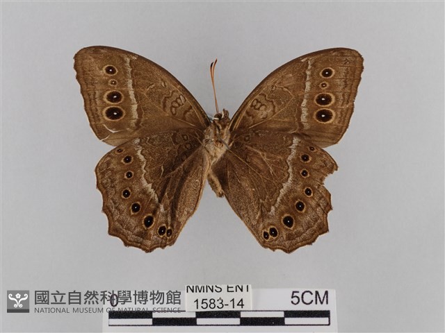 褐翅蔭眼蝶藏品圖，第2張