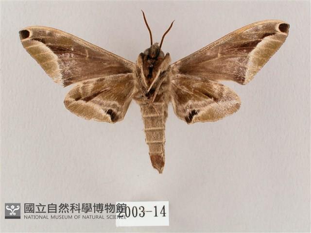 白點天蛾 藏品圖，第2張